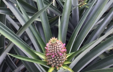 Project: Application of Ionic Nano Copper (INC) in Fungi and Disease Control at Pineapple Farms in Fruit Valley, Kuala Selangor