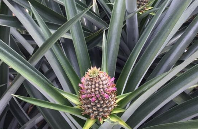 Project: Application of Ionic Nano Copper (INC) in Fungi and Disease Control at Pineapple Farms in Fruit Valley, Kuala Selangor
